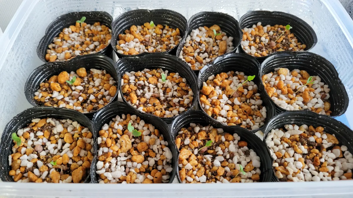 Pachycormus discolor (パキコルムス ディスカラー)