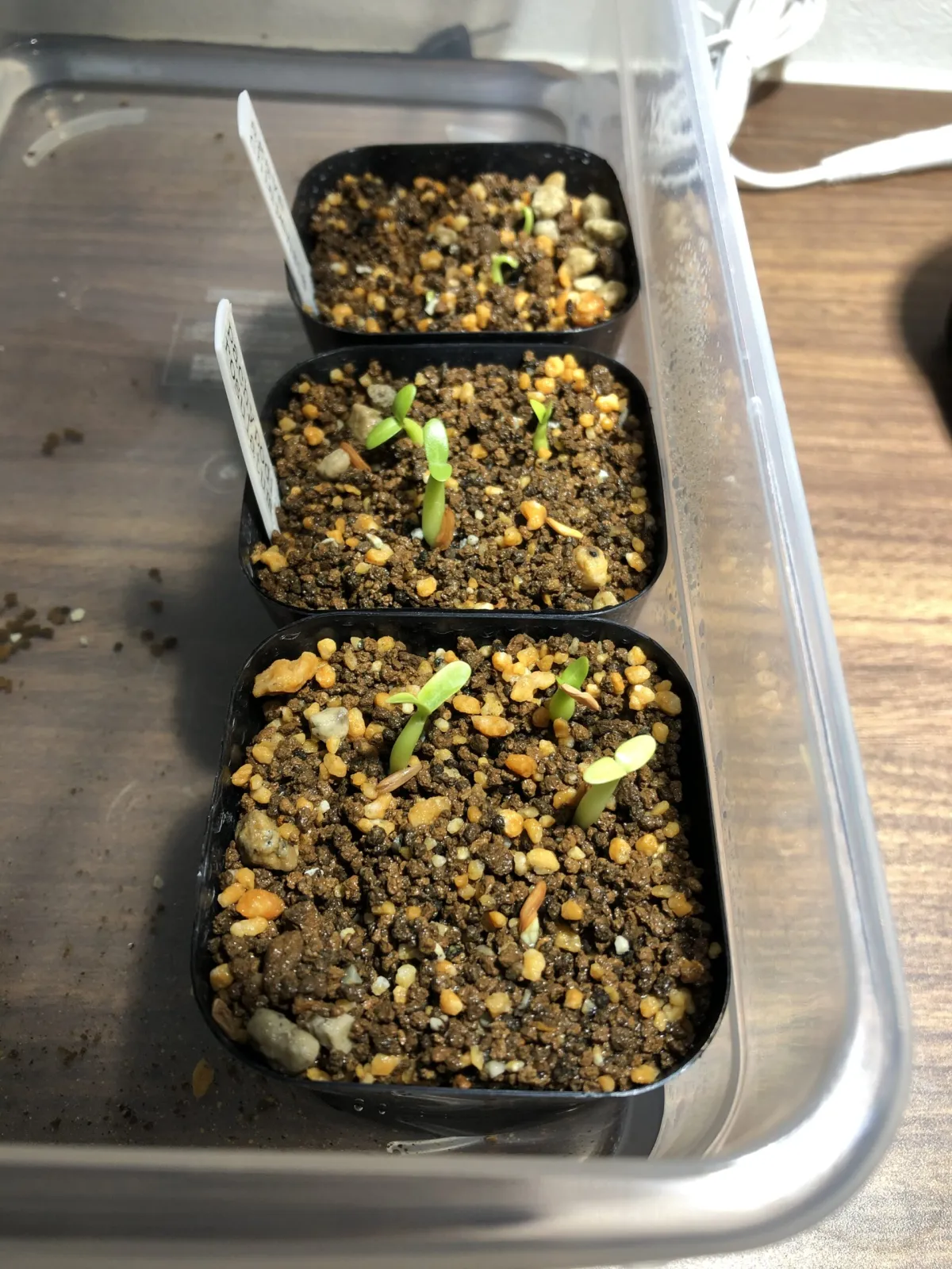 Pachypodium rosulatum (パキポディウム ロスラーツム)