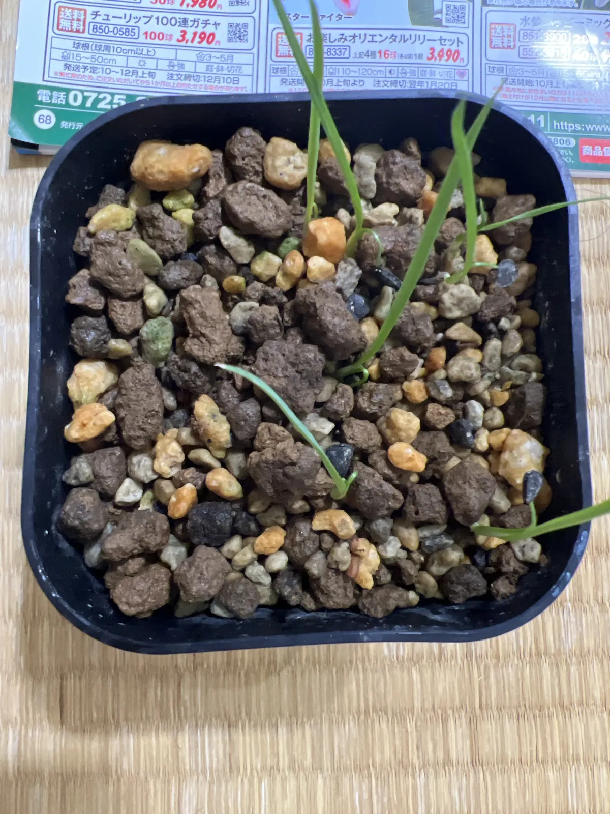 Yucca rostrata (ユッカ ロストラータ)