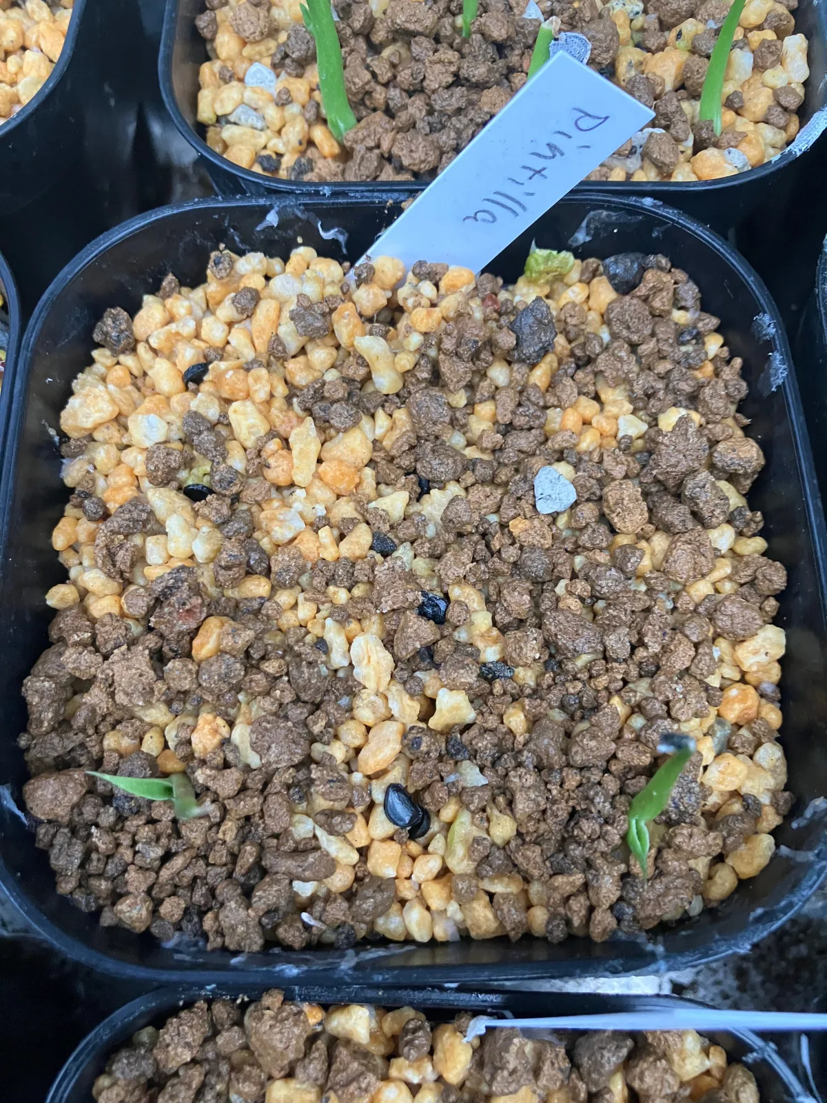 Agave pintilla (アガベ ピンティラ)