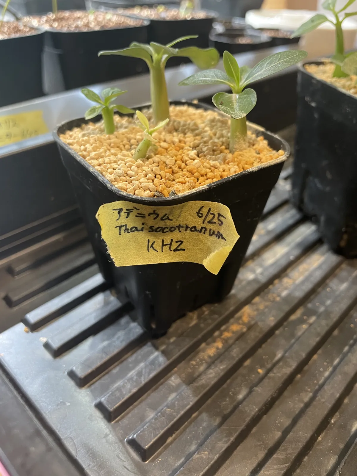 Adenium obesum thai (アデニウム タイ ソコトラナム)