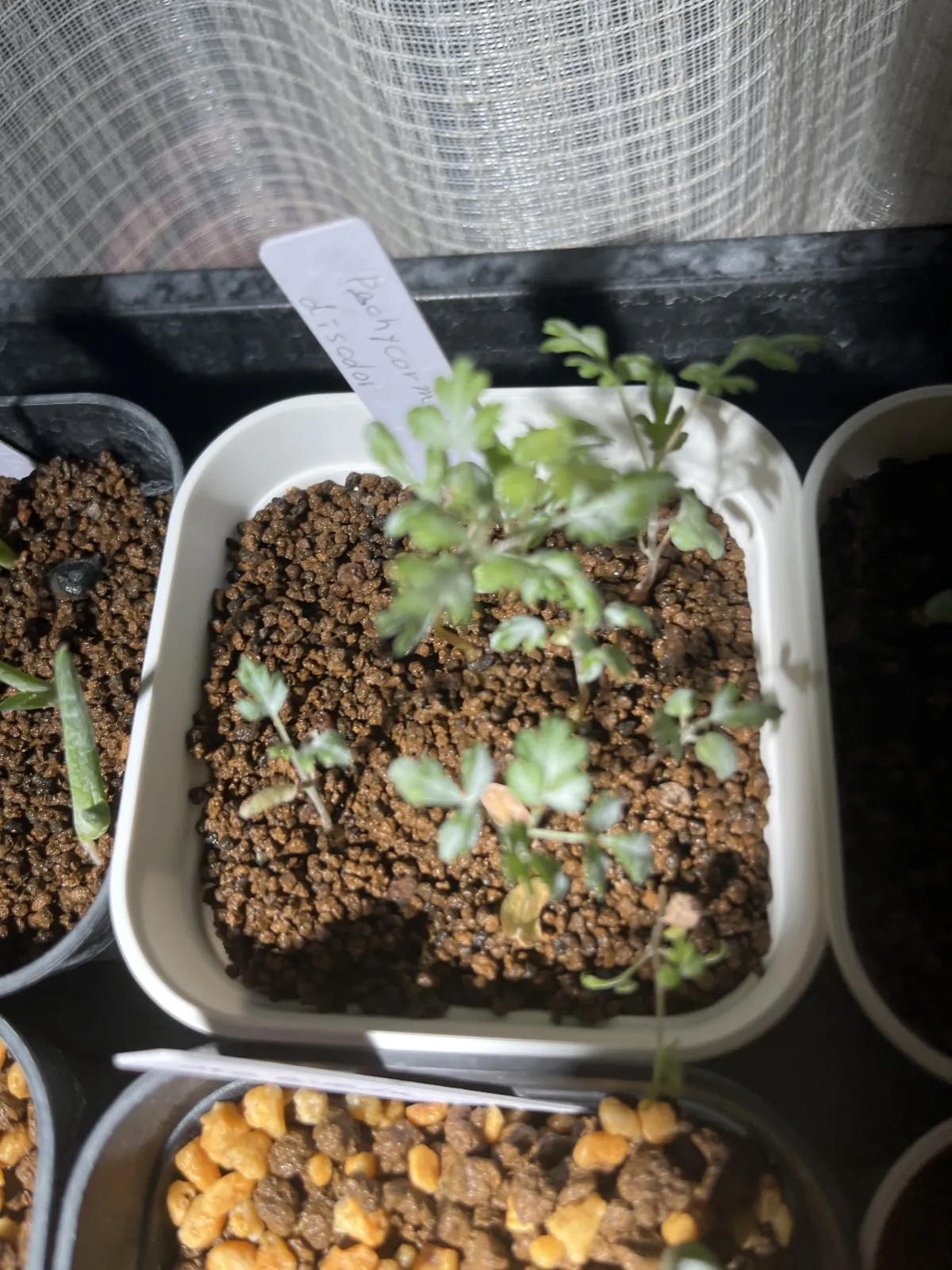 Pachycormus discolor (パキコルムス ディスカラー)