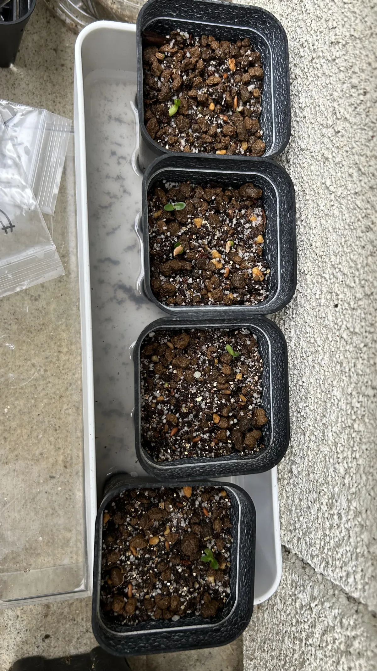 Pachypodium densiflorum var. brevicalyx (パキポディウム ブレビカリックス)