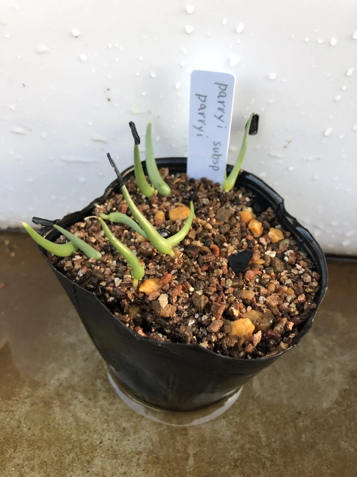 Agave parryi subsp. parryi (アガベ パリー)