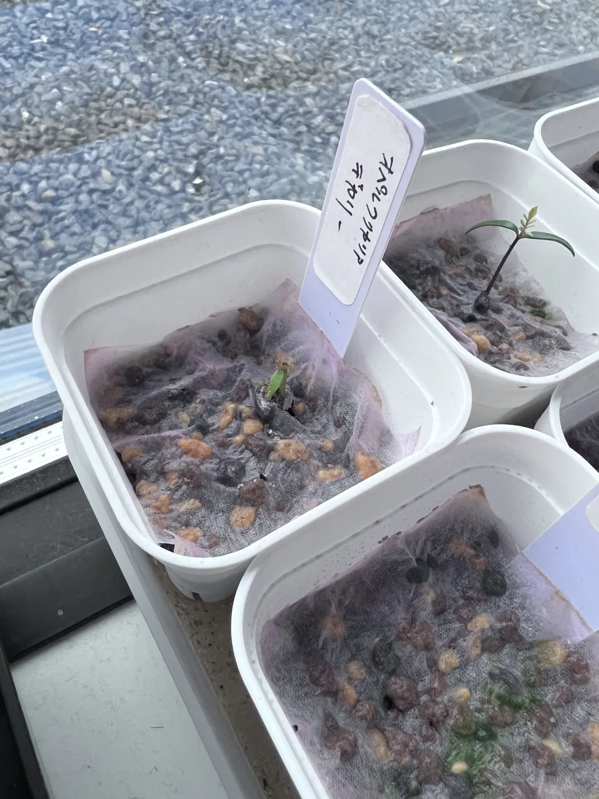 Operculicarya decaryi (オペルクリカリア デカリー)