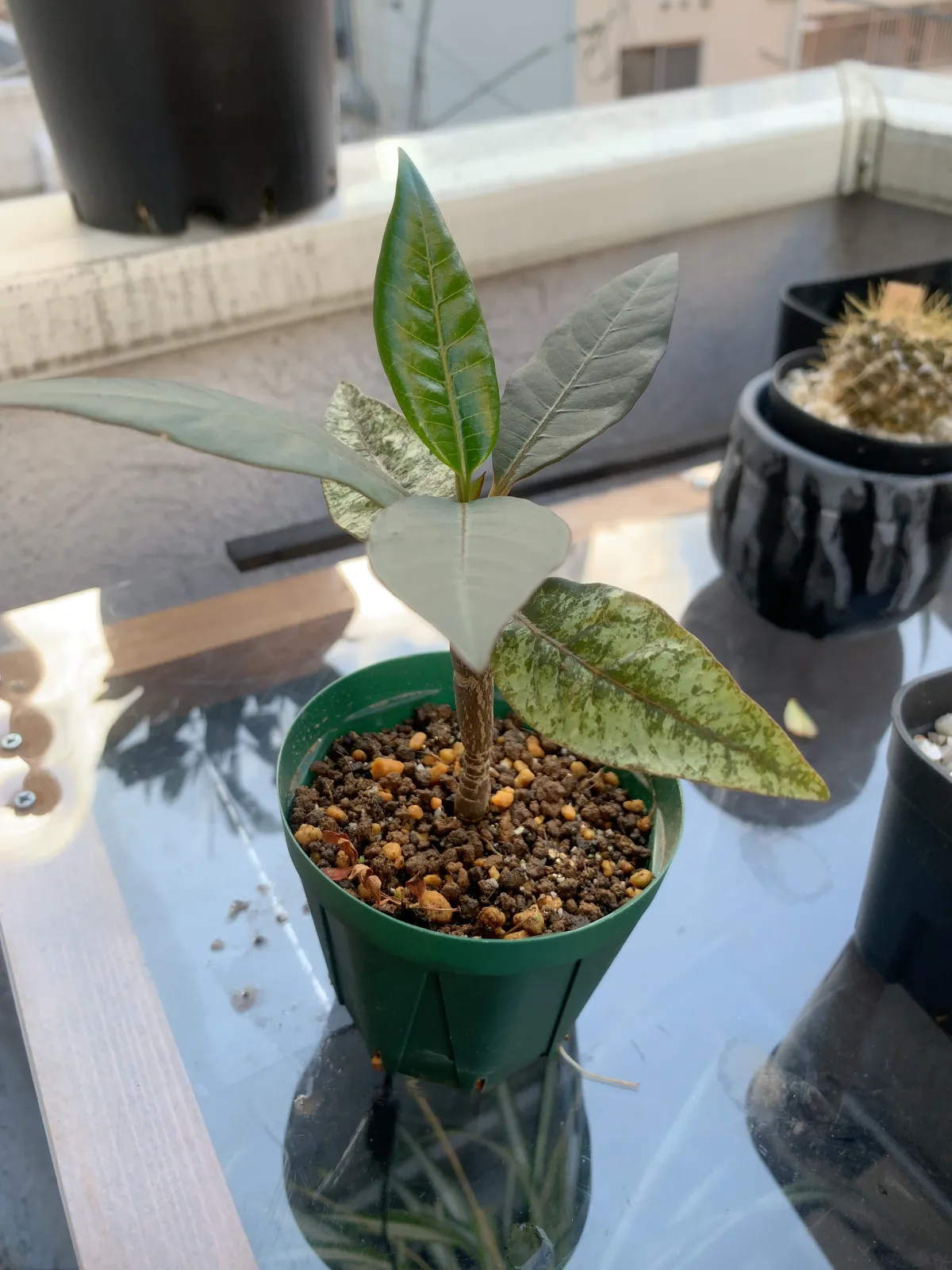 Plumeria rubra (プルメリア ルブラ)