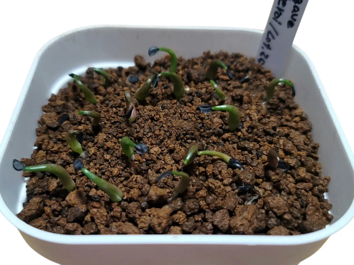 Agave oteroi (アガベ オテロイ)