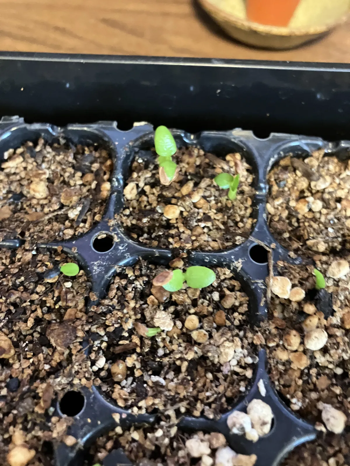 Pachypodium enigmaticum (パキポディウム エニグマチカム)