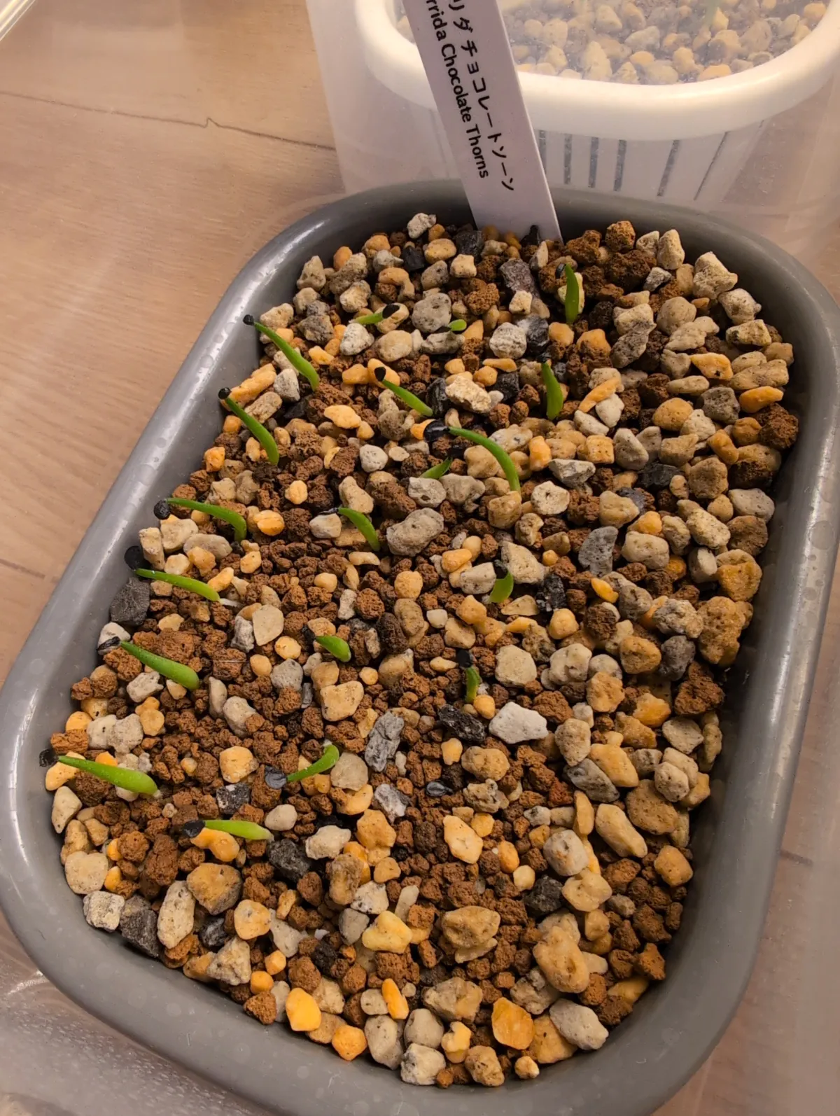 Agave horrida 'Chocolate Thorn' (アガベ ホリダ チョコレートソーン)