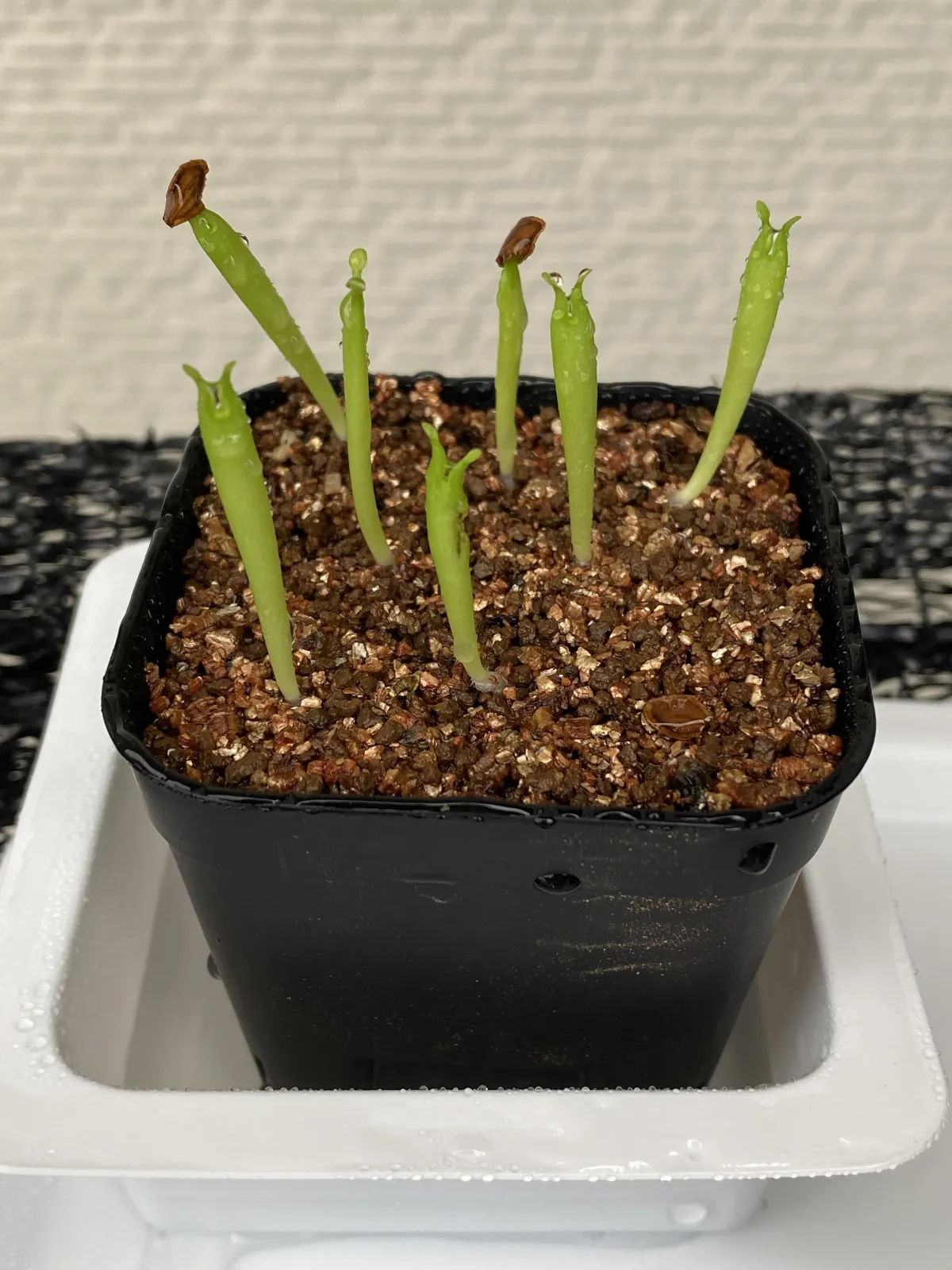 Hoodia currorii subsp. lugardii (フーディア ルガルディ)