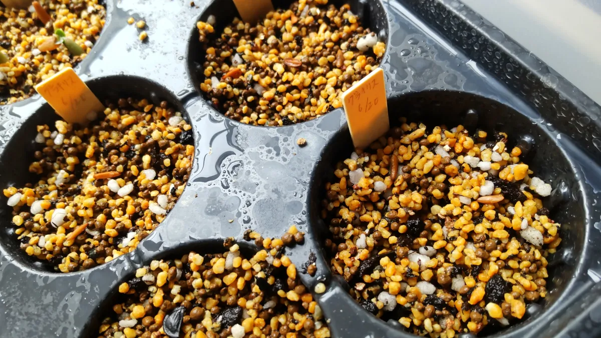 [無料種子] 発芽難 パキポディウム グラキリス　 Pachypodium rosulatum var. gracilius