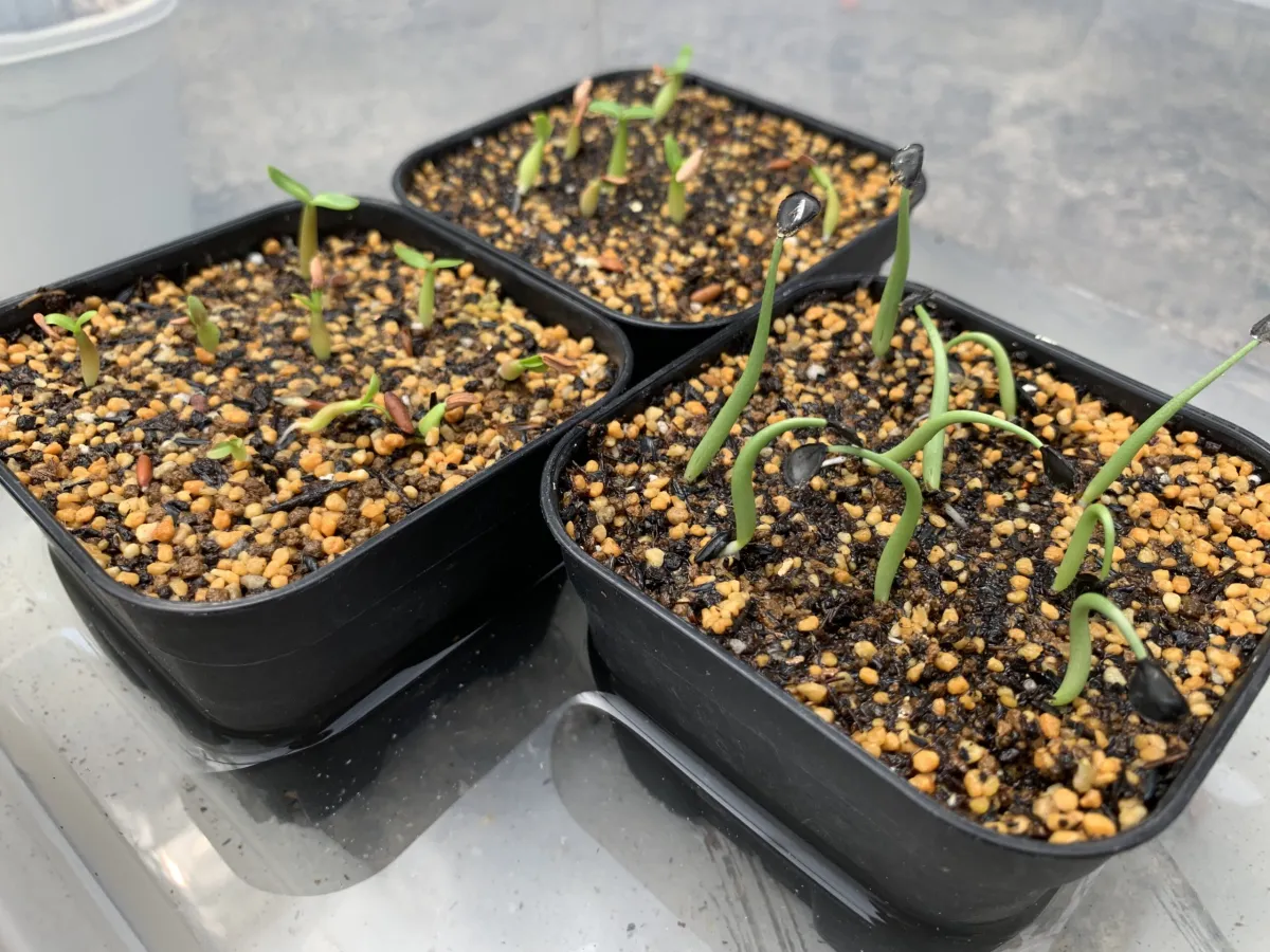 Pachypodium rosulatum var. gracilius (パキポディウム グラキリス)