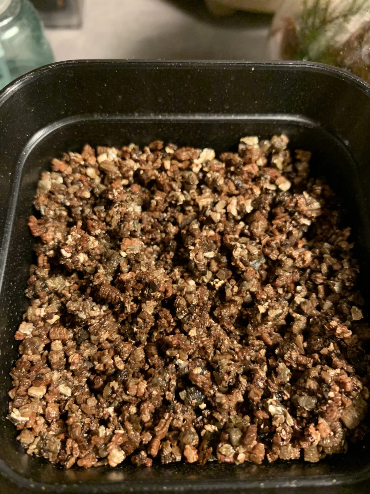 Operculicarya borealis (オペルクリカリア ボレアリス)