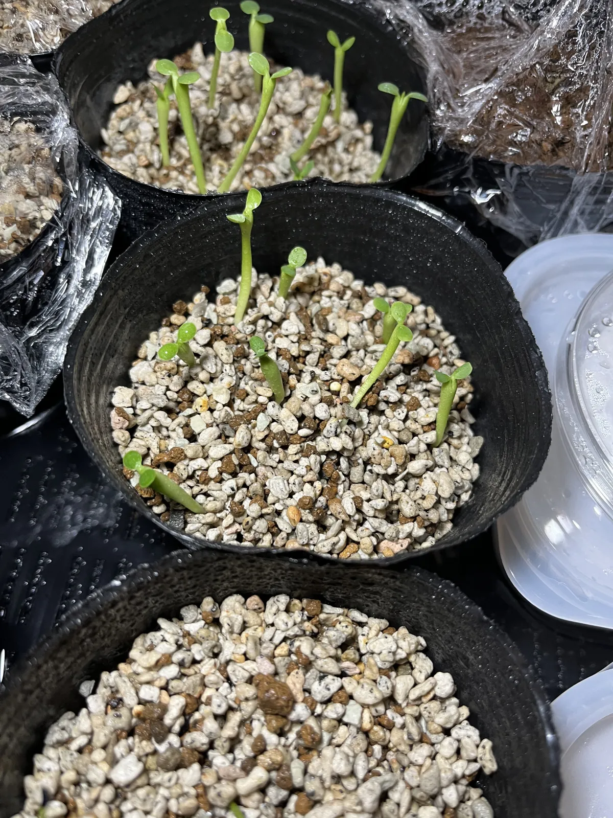 Euphorbia horrida var. norveldensis (ユーフォルビア ホリダ ノーベルデンシス)