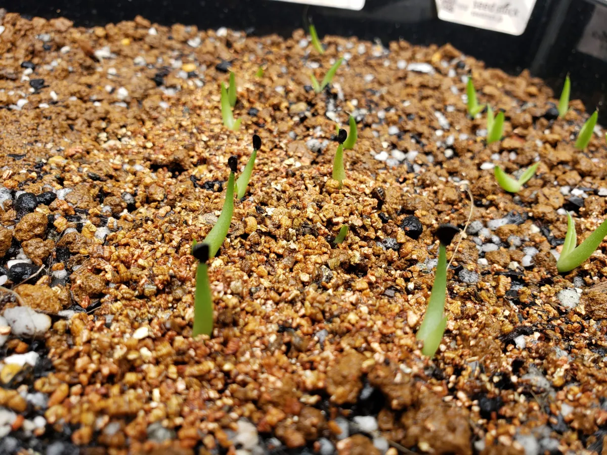 Agave titanota 'Blue' (アガベ チタノタブルー)