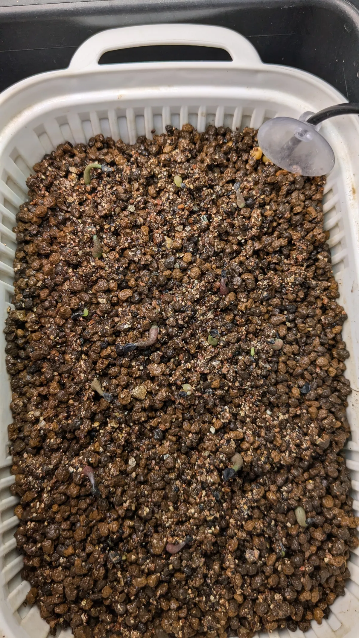 Agave oteroi (アガベ オテロイ)