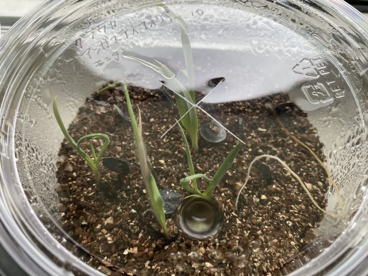 Yucca glauca subsp. angustifolia (ユッカ グラウカ アンガスティフォリア)