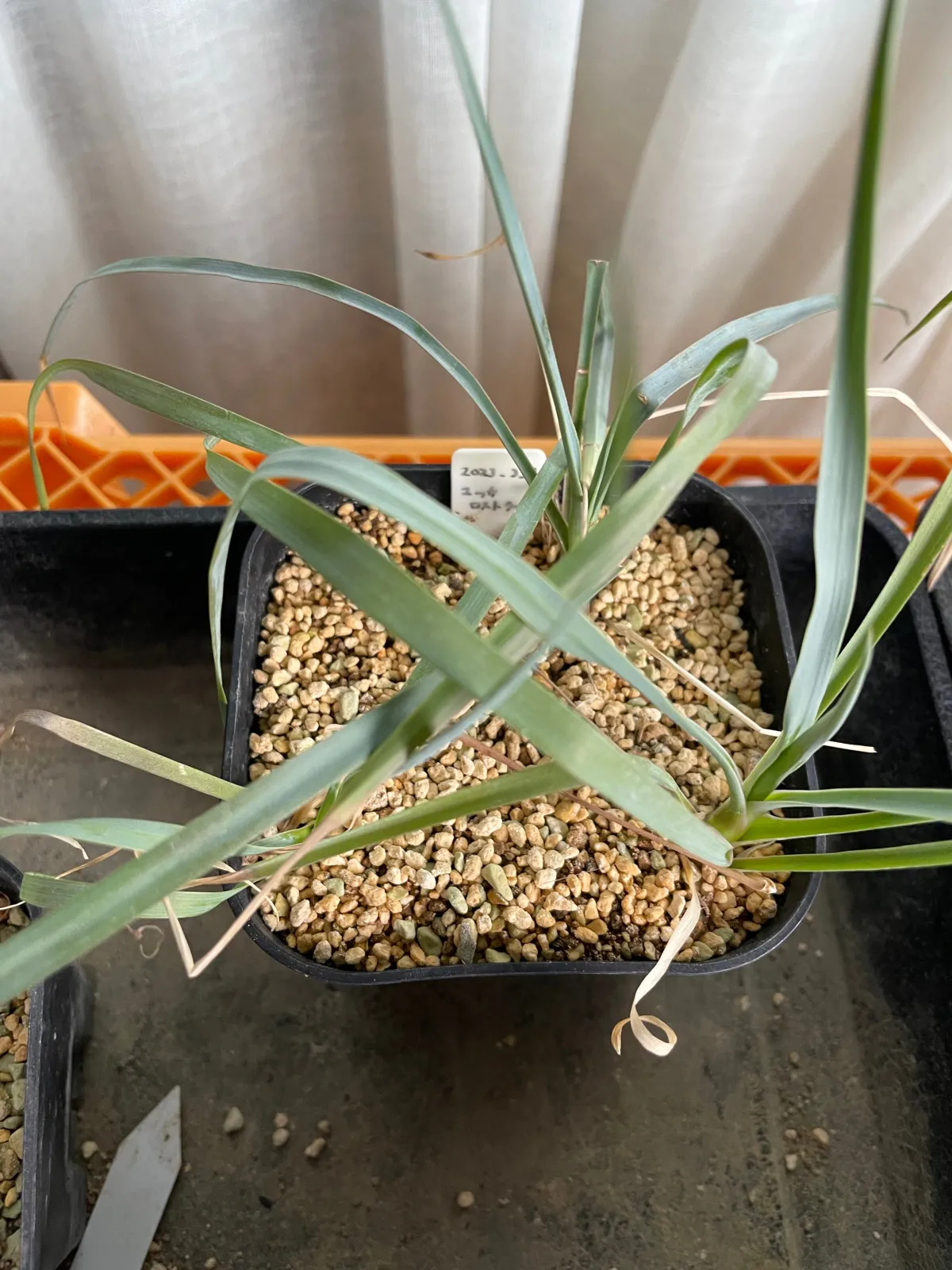 Yucca rostrata (ユッカ ロストラータ)