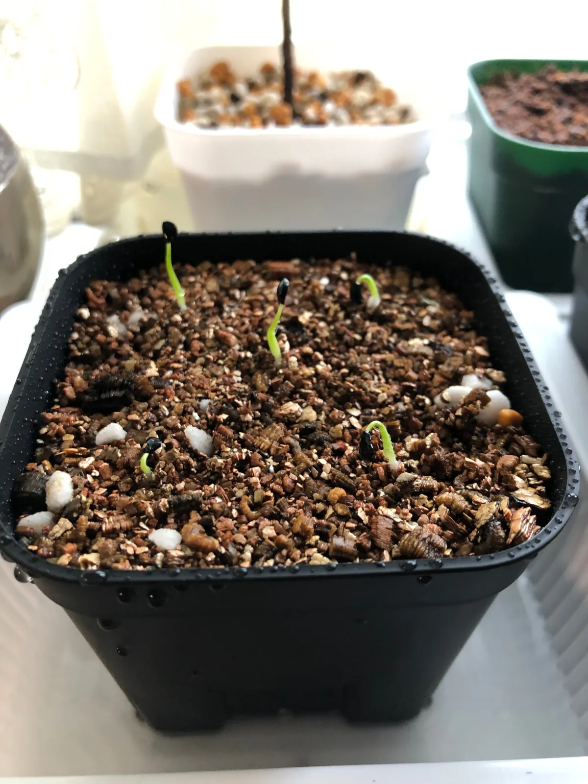 Agave utahensis var. eborispina 'Vegas' (アガベ エボリスピナ ヴェガス)