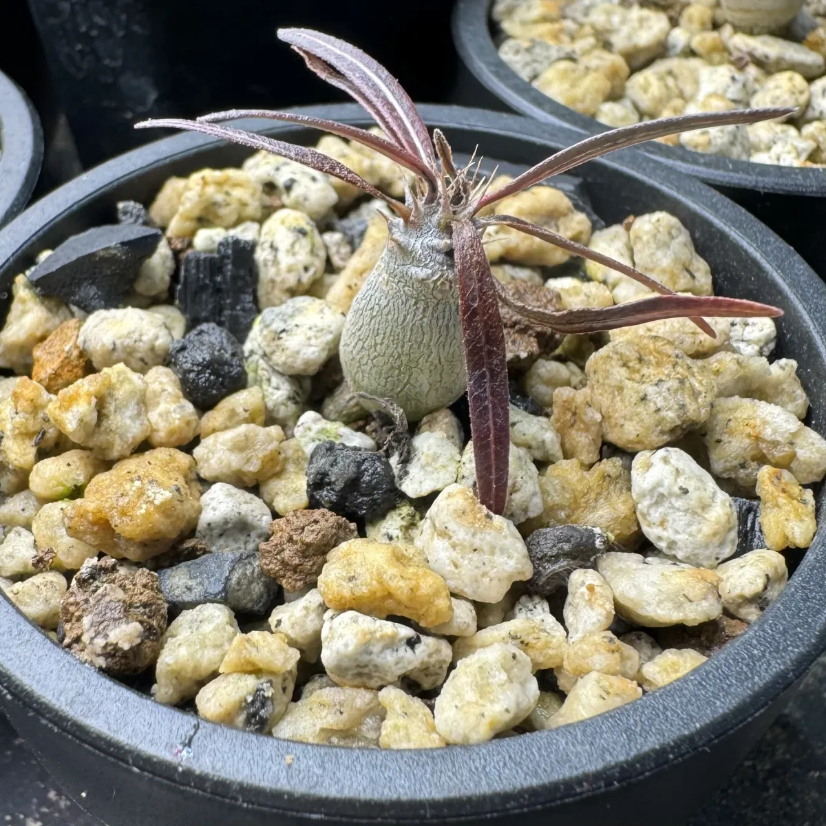 Pachypodium rosulatum var. gracilius (パキポディウム グラキリス)