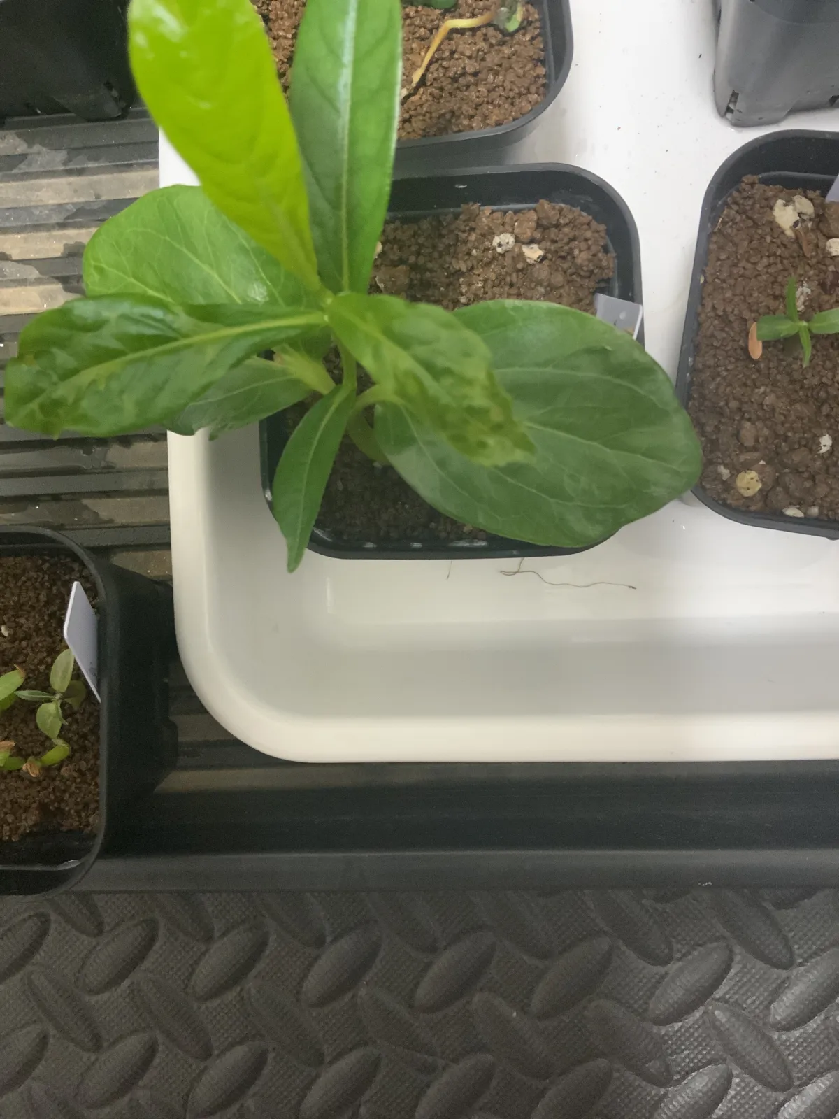 Adansonia digitata (アダンソニア（バオバブ） ディギタータ)