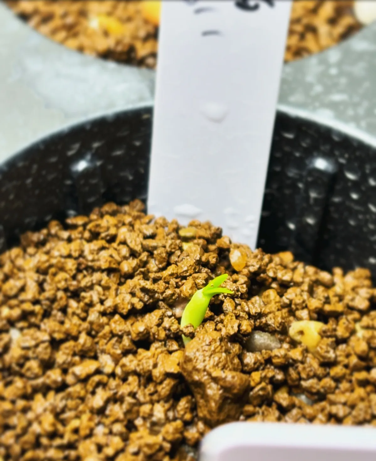 Pachypodium succulentum (パキポディウム サキュレンタム 天馬空)