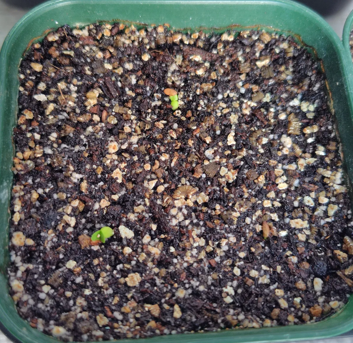 Pachypodium brevicaule (パキポディウム ブレビカウレ（短茎） ())