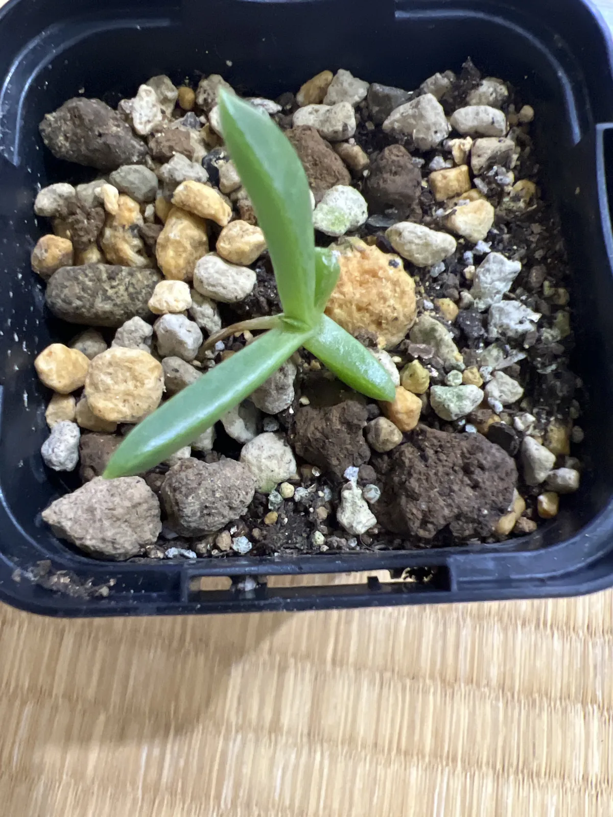 Monilaria moniliforme (モニラリア モニリフォルメ)