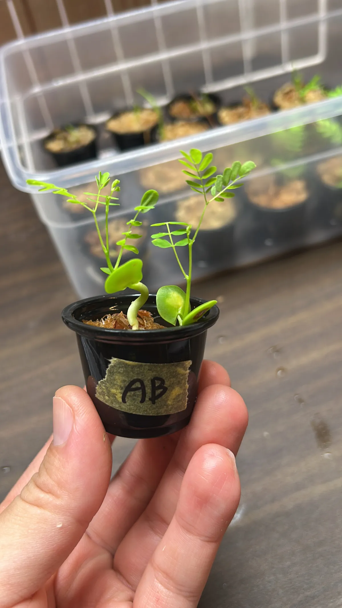 Acacia Acacia burkei (アカシア ブルケイ)