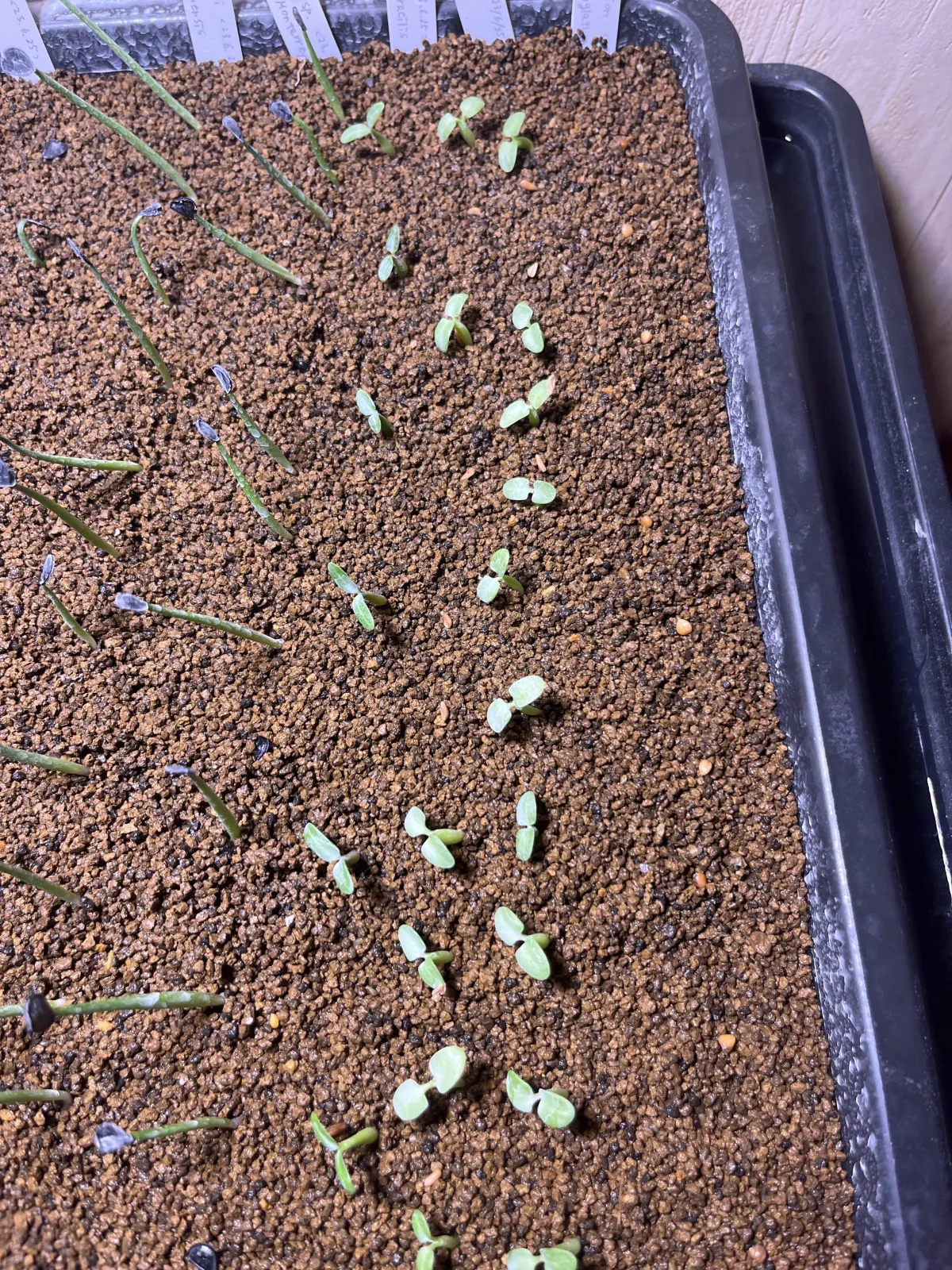 Pachypodium rosulatum var. gracilius (パキポディウム グラキリス)