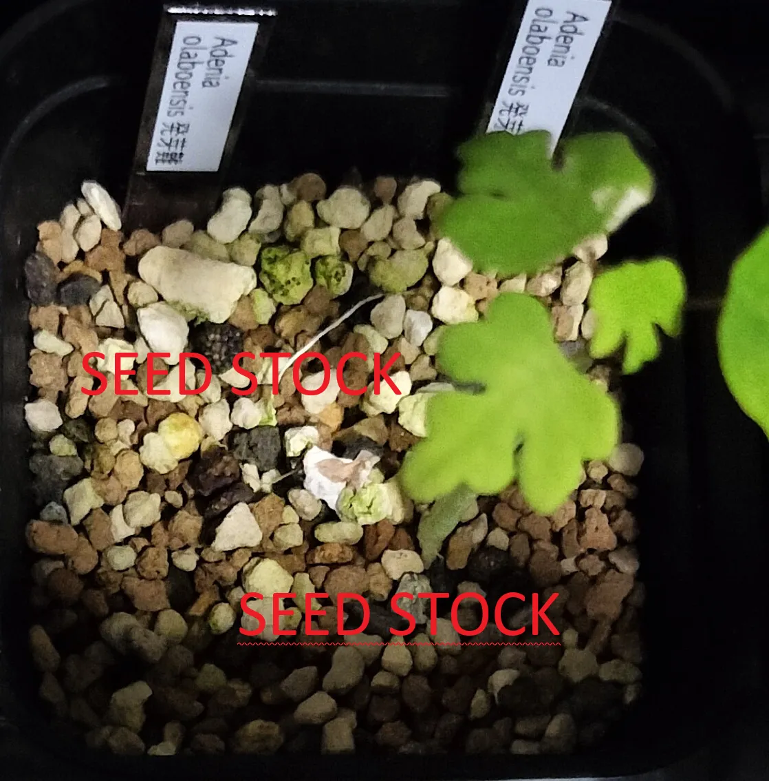 [発芽チャレンジ] アデニア オラボエンシス Adenia olaboensis 発芽難