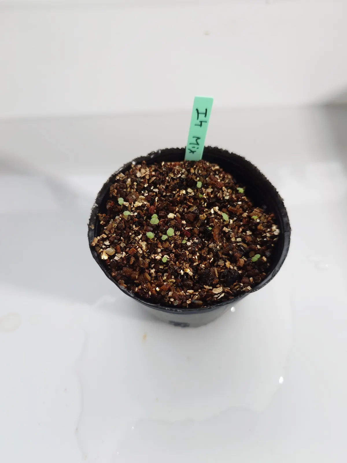 Echeveria Echeveria mix (エケベリア ミックス)