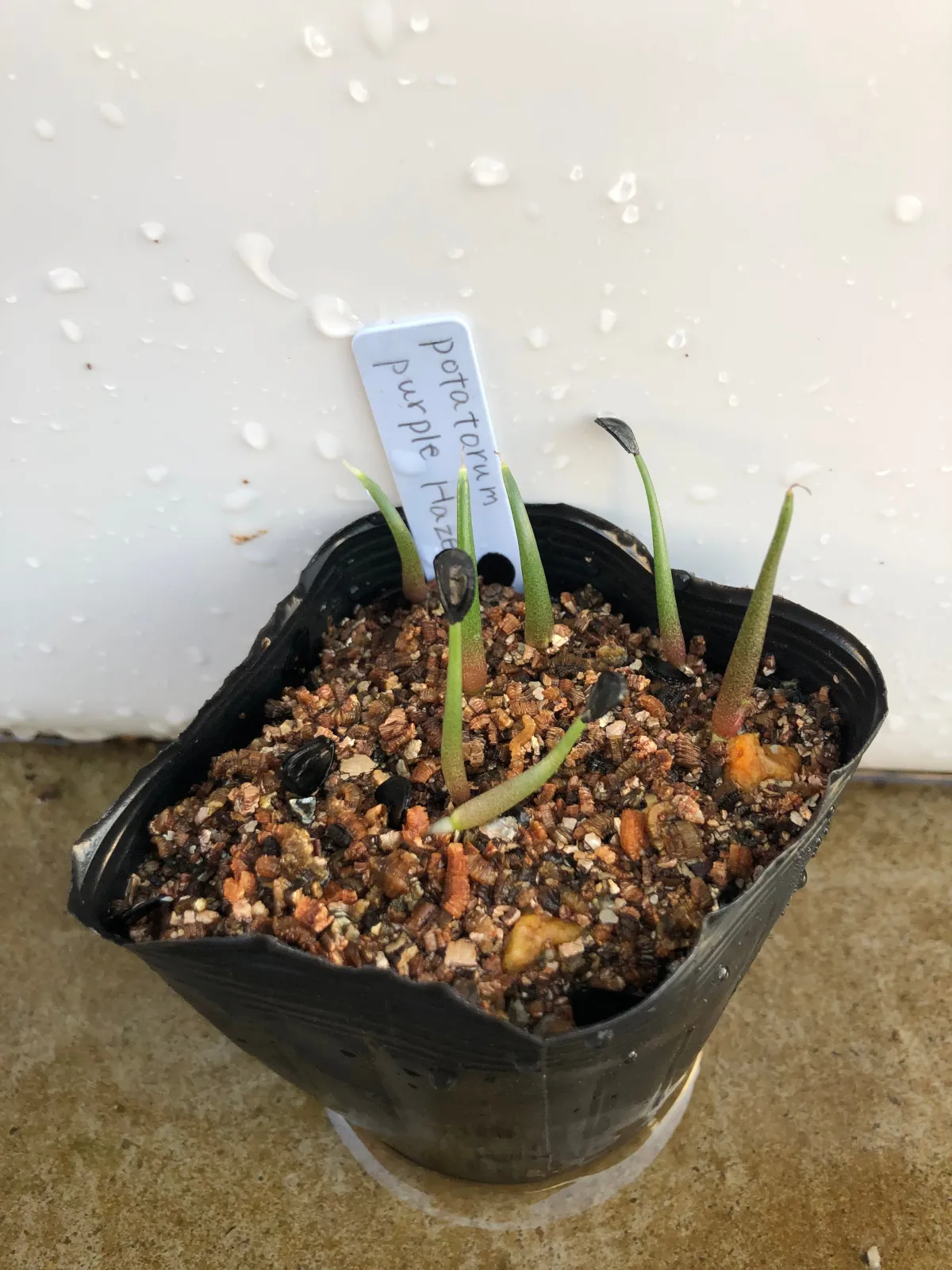 Agave potatorum (アガベ ポタトラム)