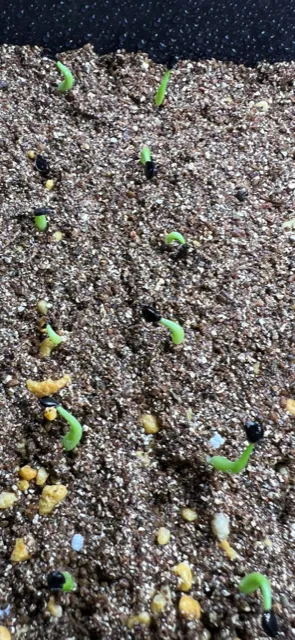 Agave nickelsiae (アガベ ニッケルシー)