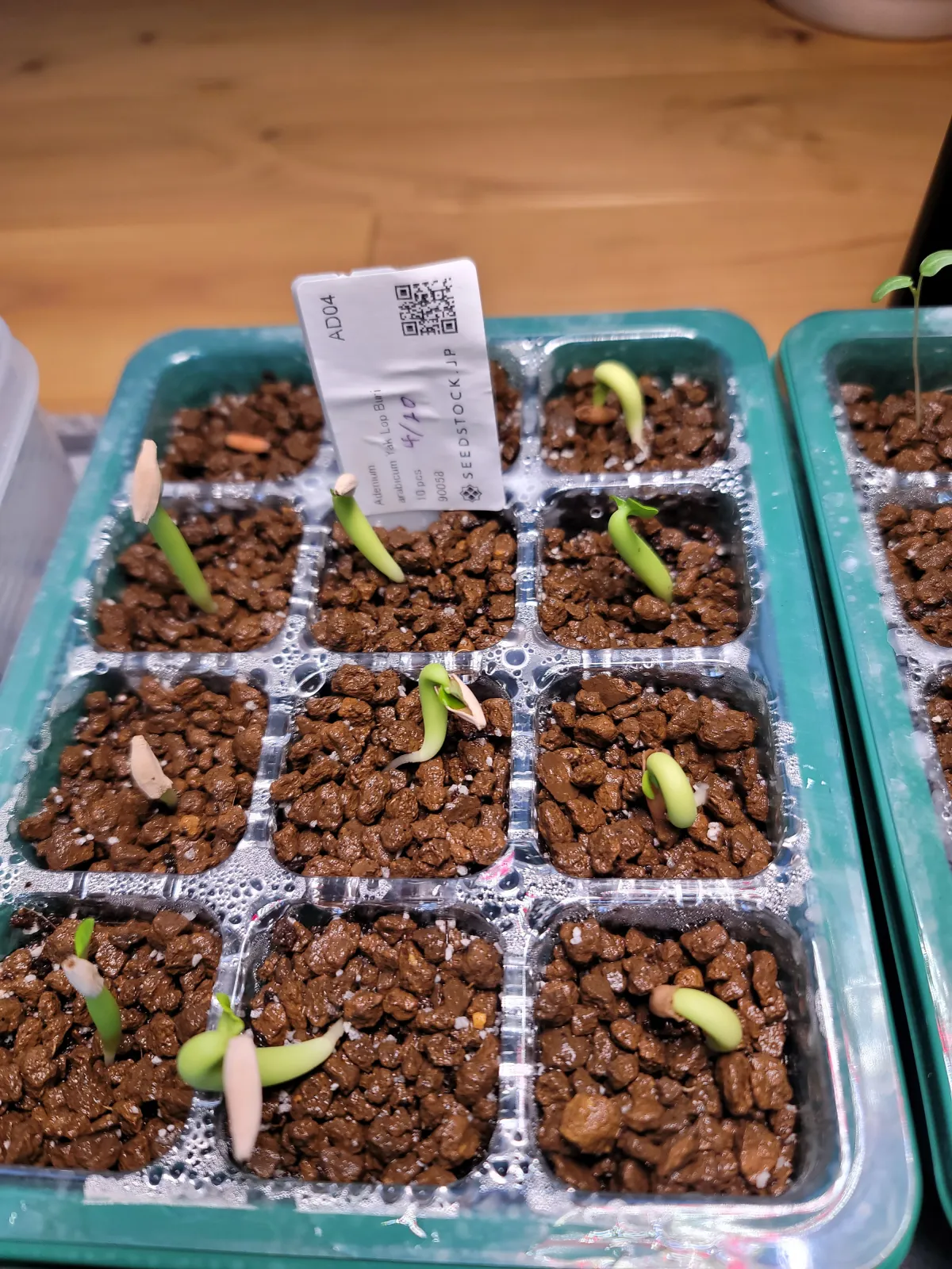 Adenium arabicum (アデニウム アラビカム)