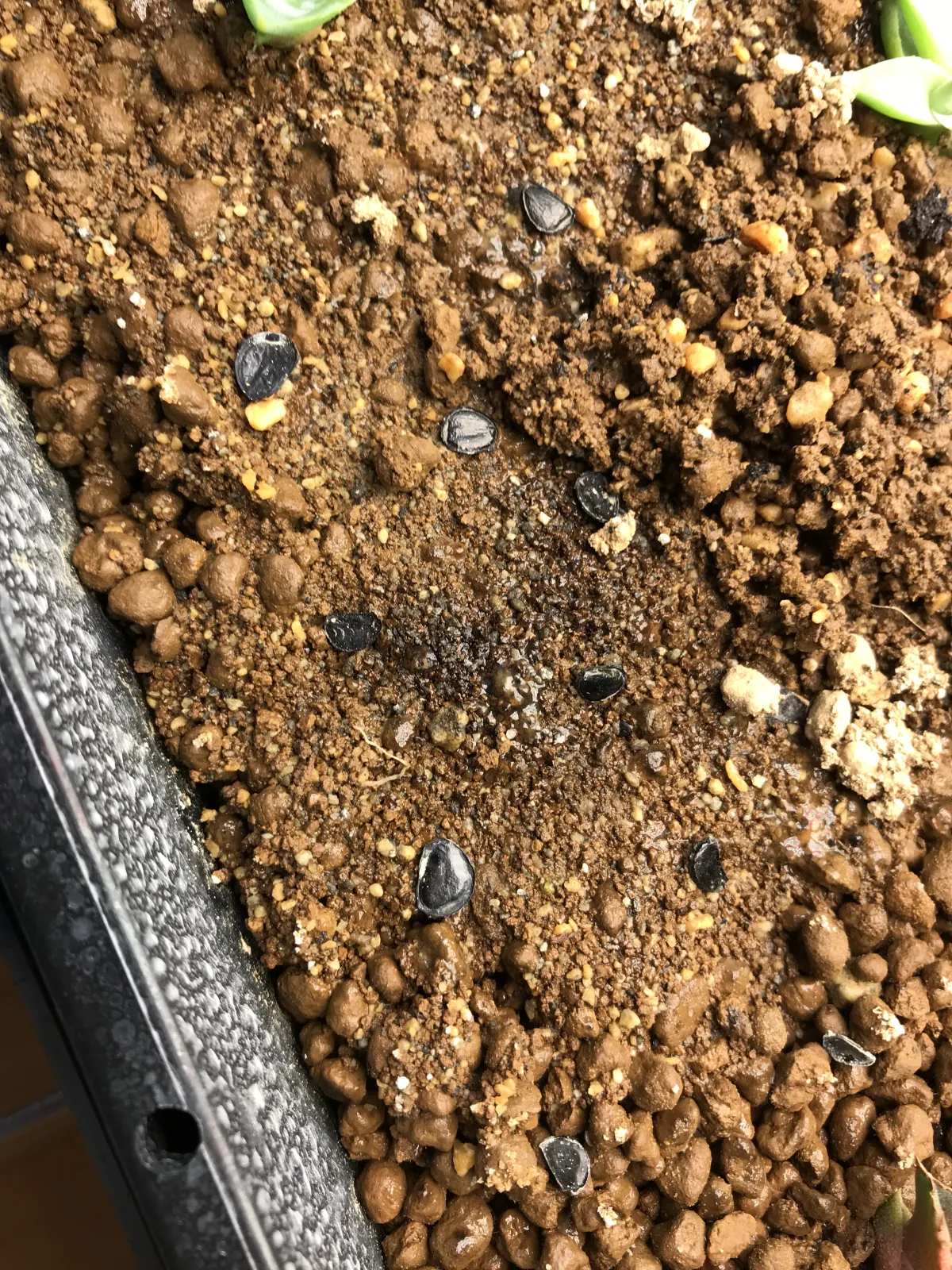 Agave shawii subsp. shawii (アガベ シャウィ)