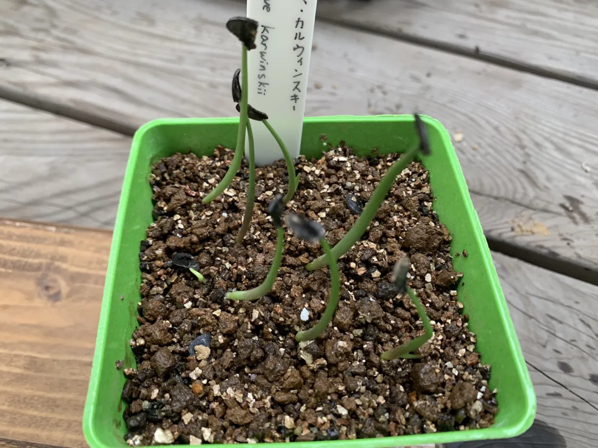 Agave karwinskii (アガベ カルウィンスキー)