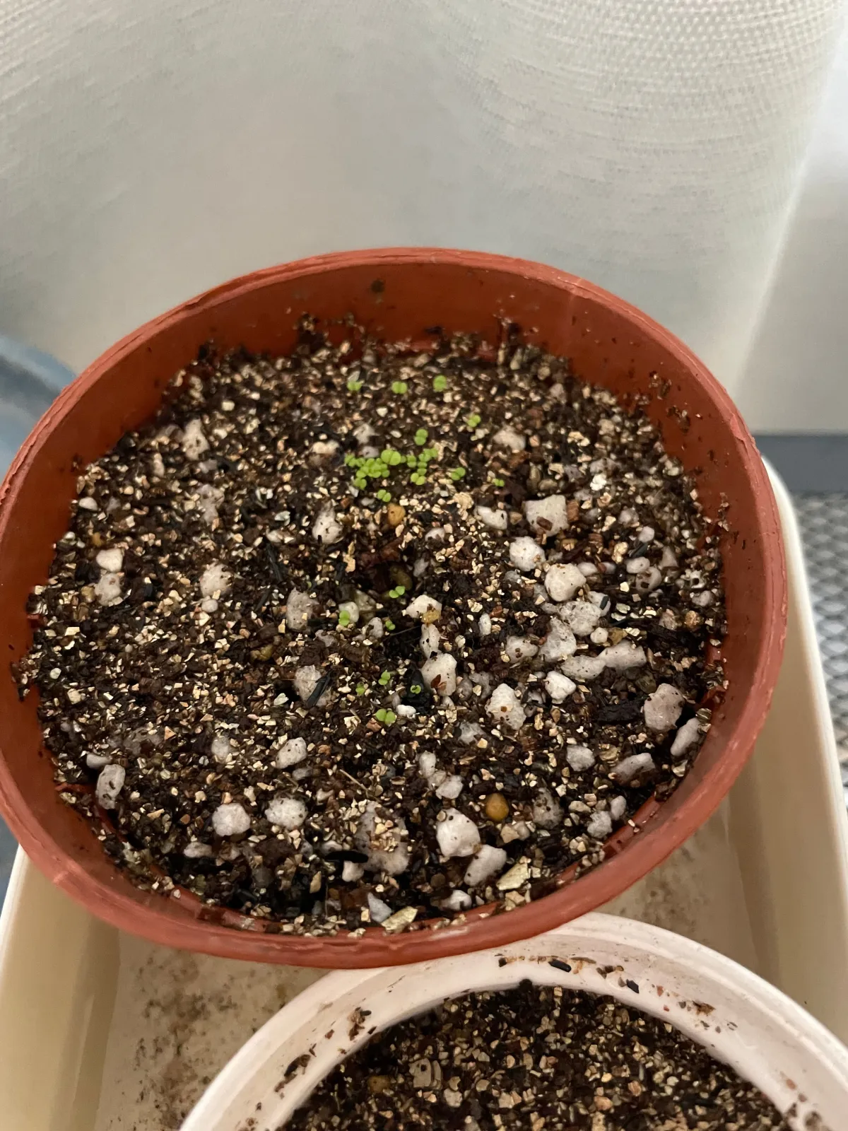 Dudleya brittonii (ダドレヤ ブリトニー ブファドラ)