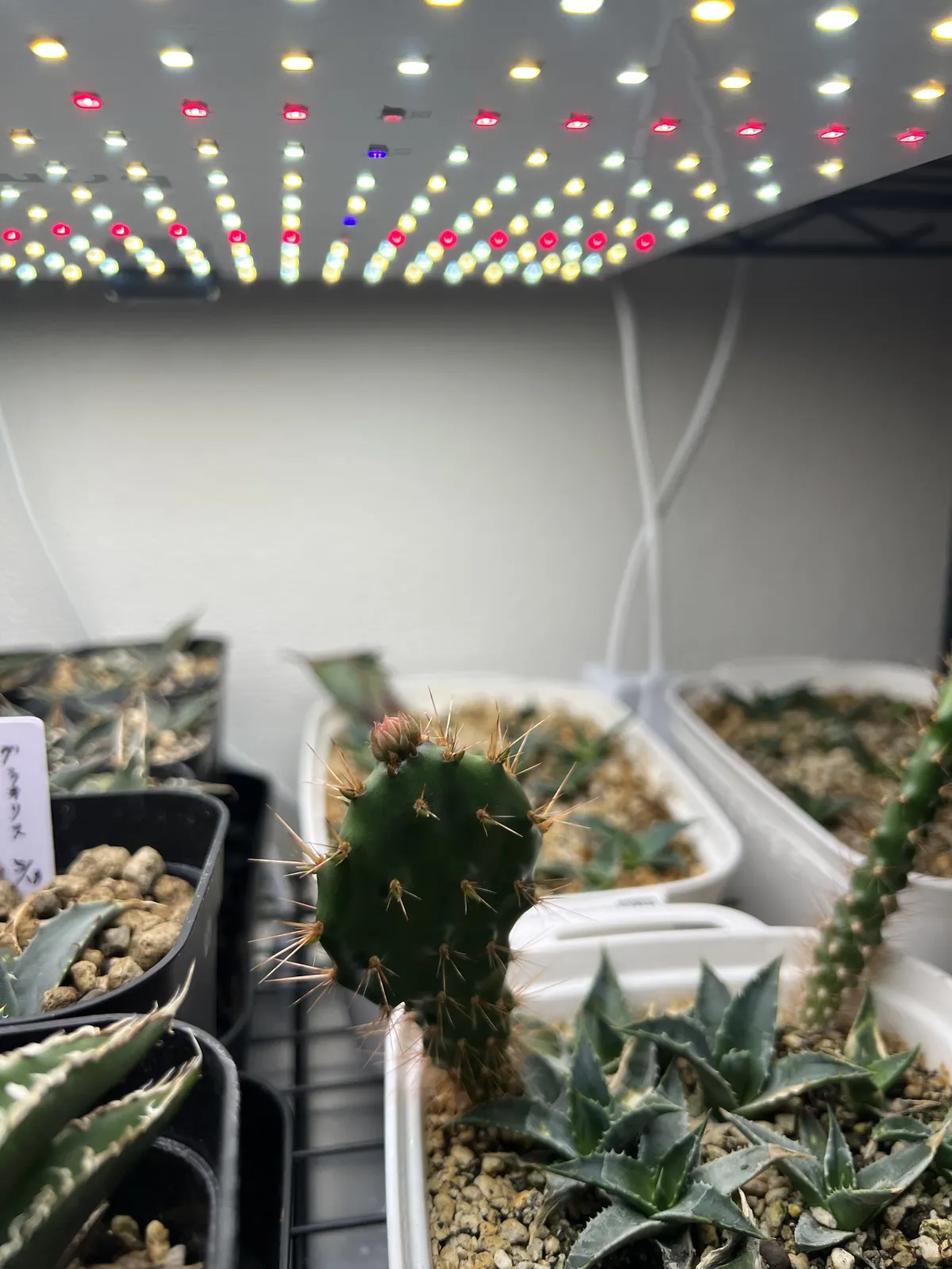 Opuntia ficus-indica (オプンティア フィカスインディカ)