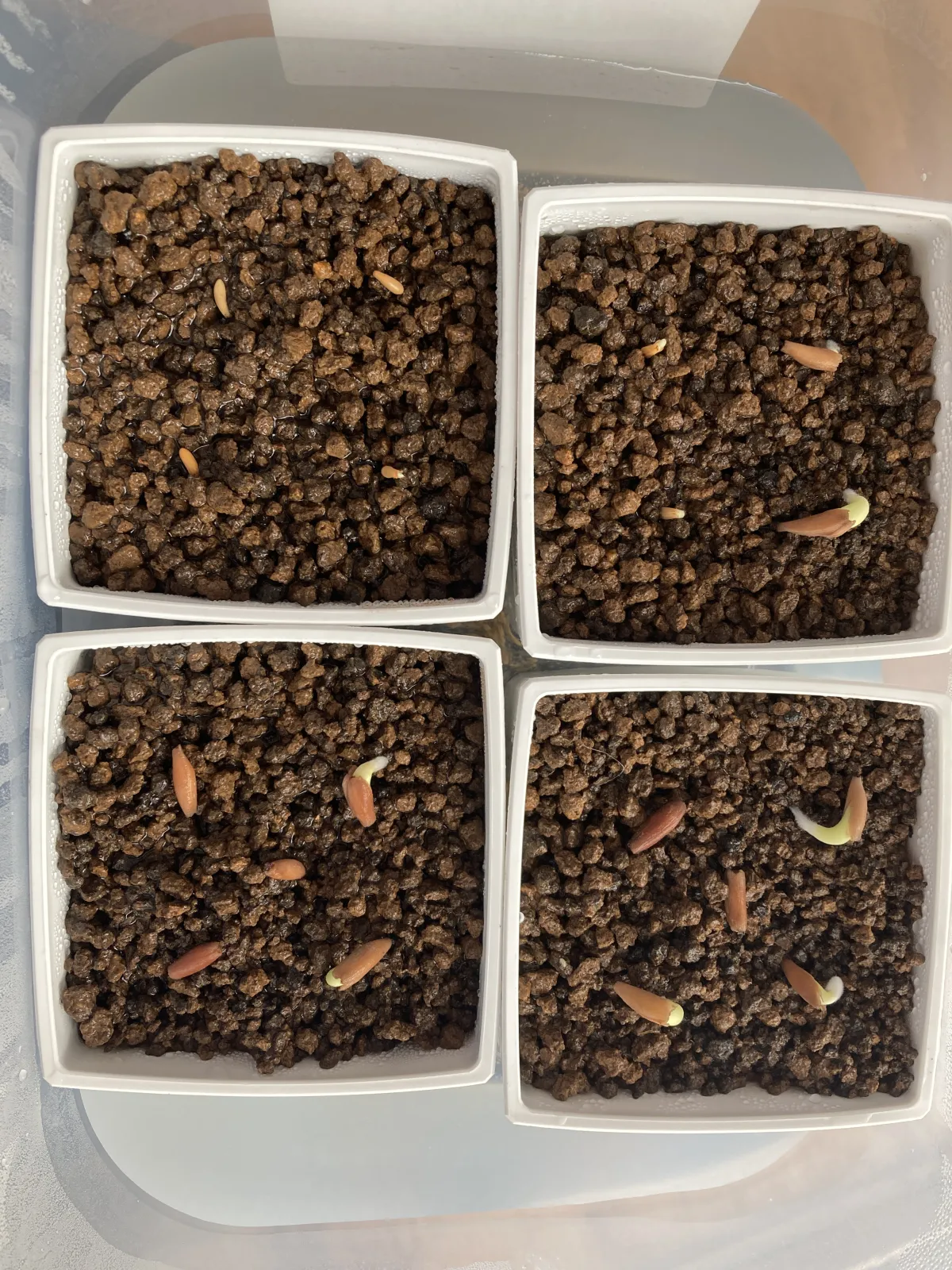 Adenium arabicum (アデニウム アラビカム)