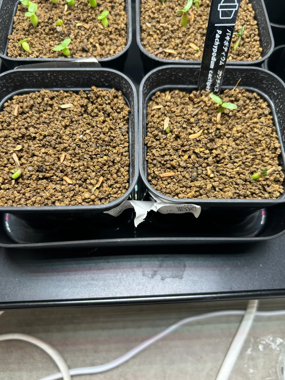 Pachypodium rosulatum ssp. cactipes (パキポディウム カクチペス)