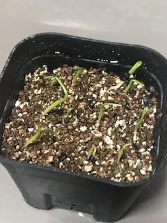 Agave havardiana (アガベ ハバルディアナ)