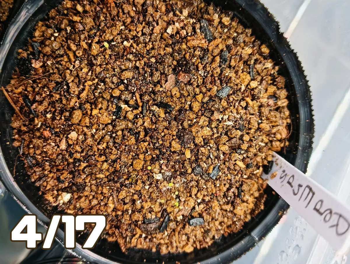 Echeveria agavoides 'Red Ends' (エケベリア アガボイデスレッドエンズ)