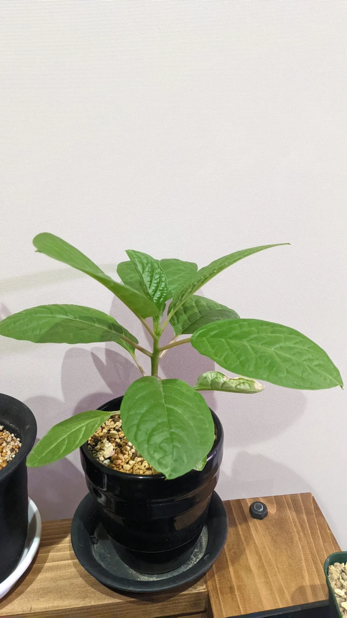 Phytolacca dioica (フィトラッカ ディオイカ)