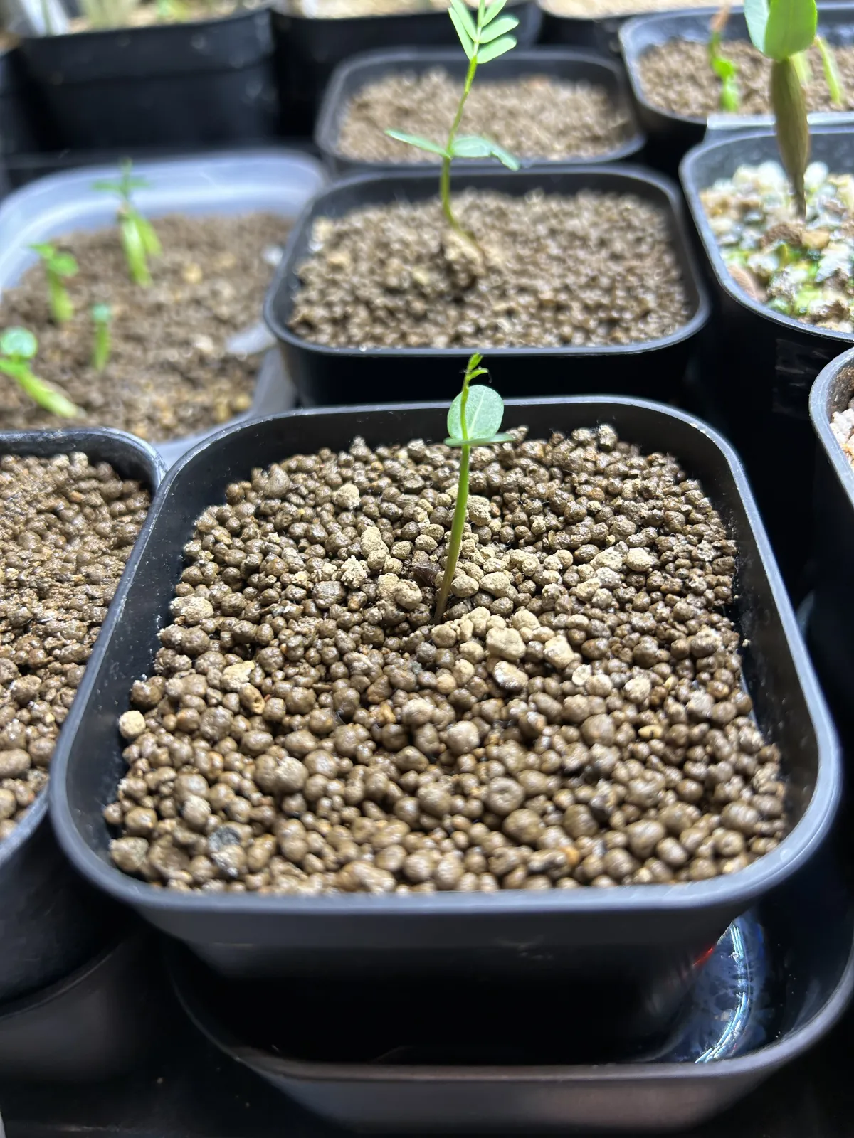 Senna meridionalis (センナ メリディオナリス)