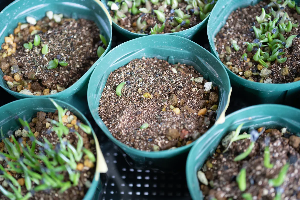 Agave triangularis (アガベ トライアンギュラリス)