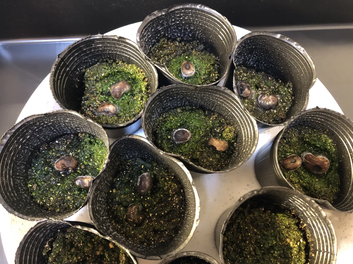 Adansonia gregorii (アダンソニア（バオバブ）グレゴリー)