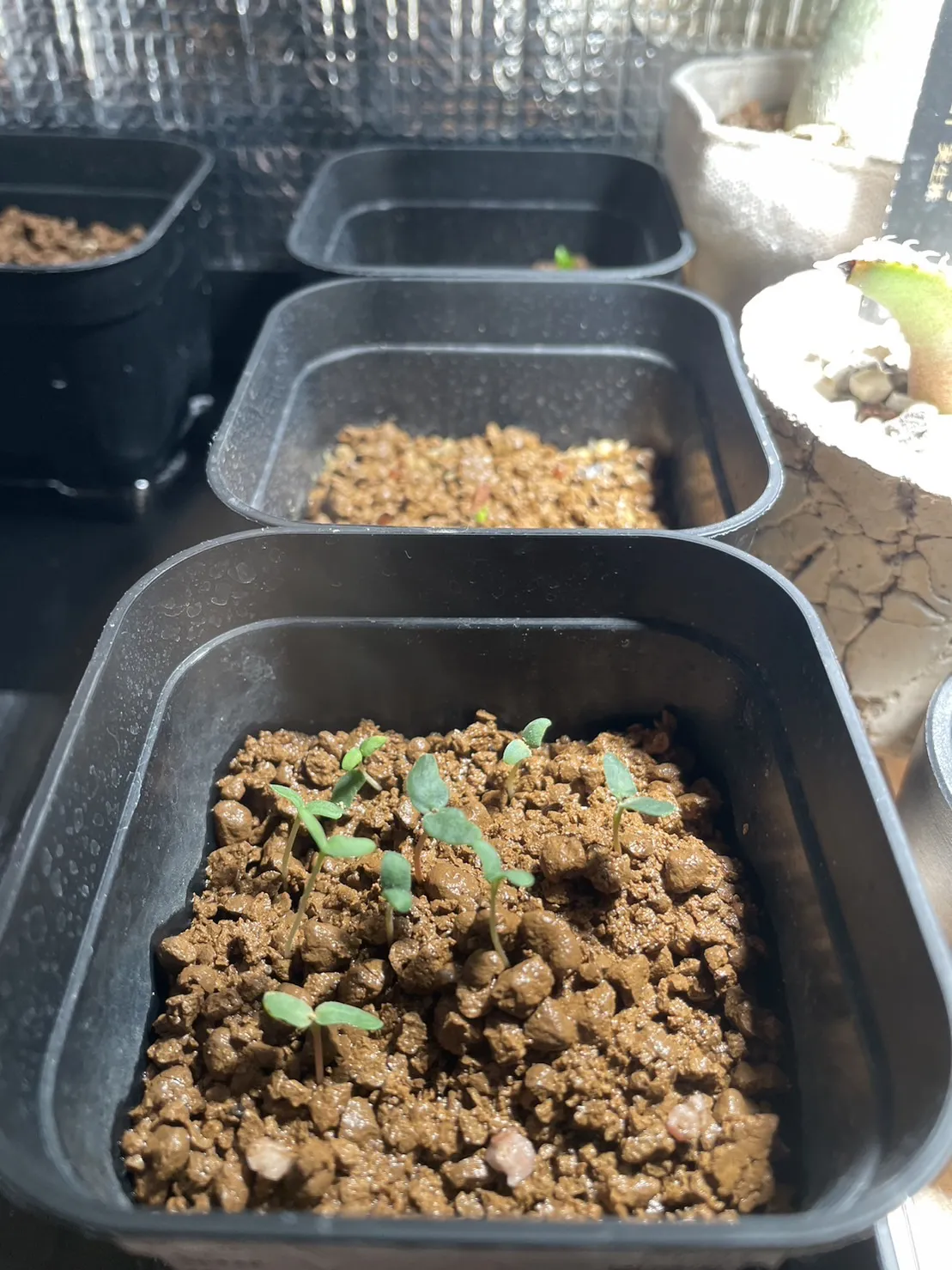 Pachycormus discolor (パキコルムス ディスカラー)