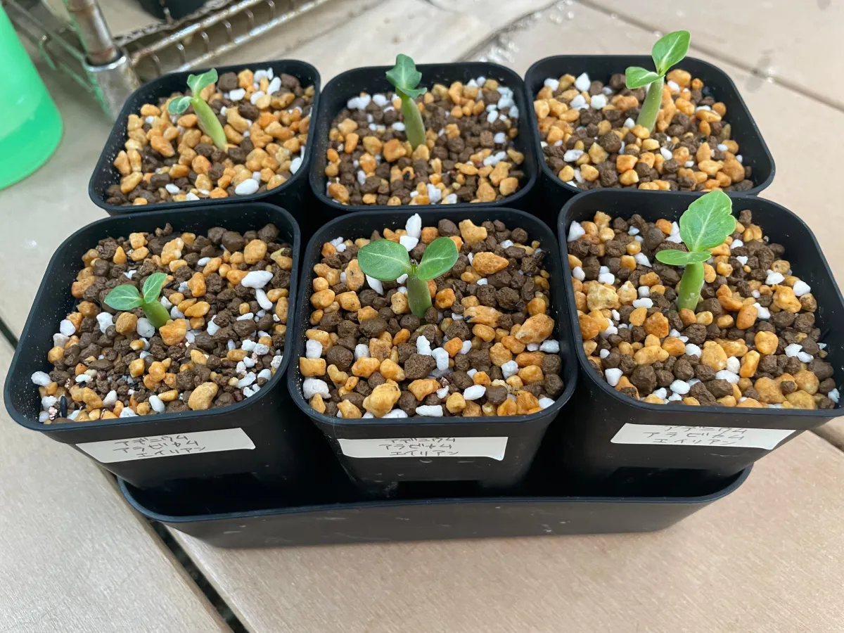 Adenium arabicum (アデニウム エイリアン)