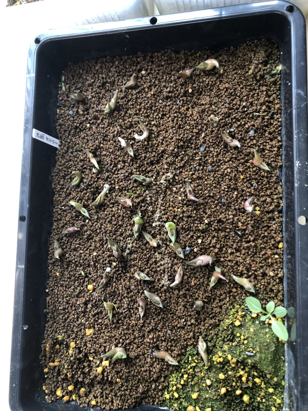 Agave oteroi (アガベ オテロイ)